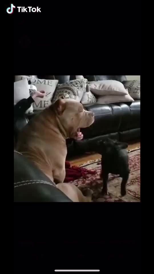 seems they are not kiss