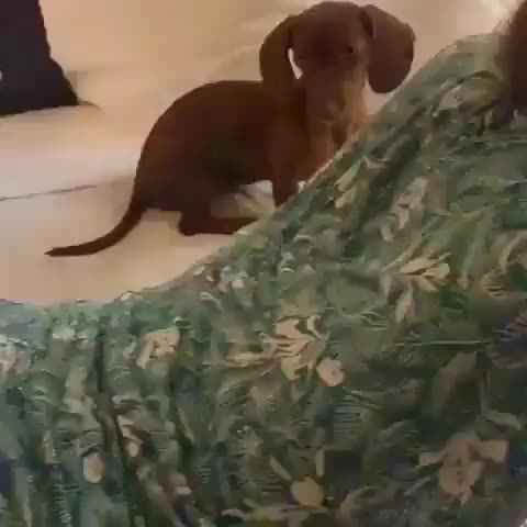 Lil dude hopped in