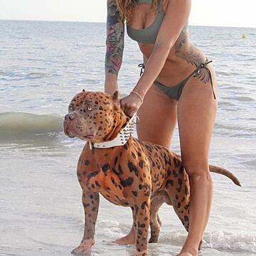 Is this some kind of dog style?