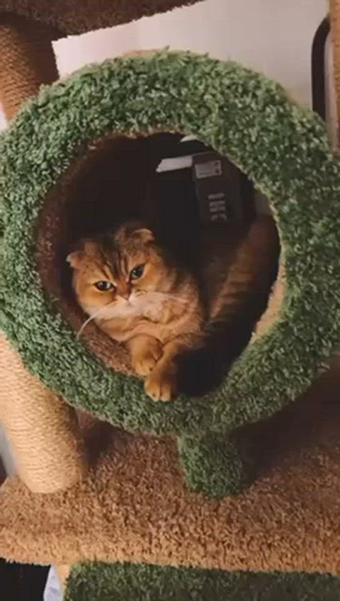 Little party never kills no one)) Feeling lonely with my angry cute Kettsy…
