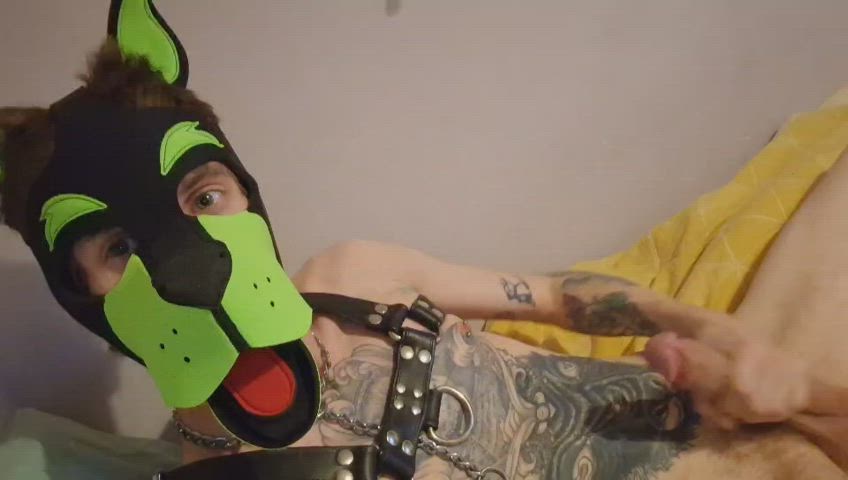 Puppy needs a play mate :(
