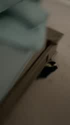Pop