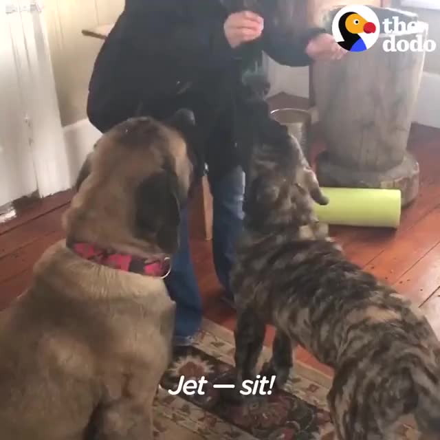 Doggo teaches his little brother to sit on command