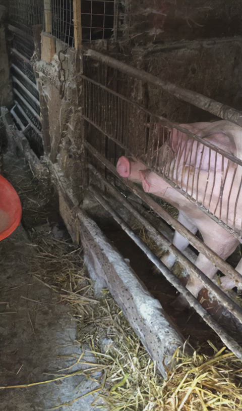 Melisa on her farm feeding the pigs 😂😂😂