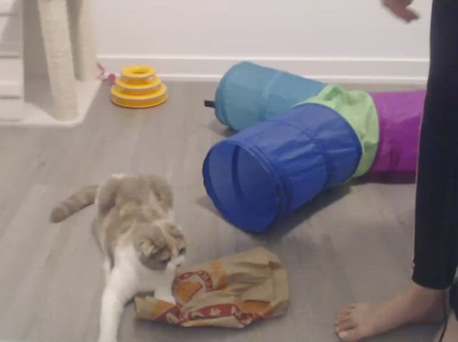Old Goldie Pretty gif