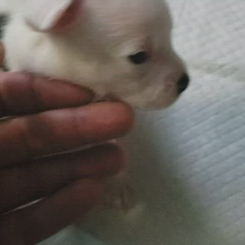 Asshole Doggystyle Puppy Standing Doggy gif