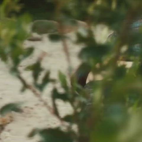 celebrity danielle panabaker wet gif