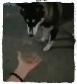 Фиг тебе, а не лапа