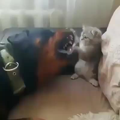 gentle fight??
