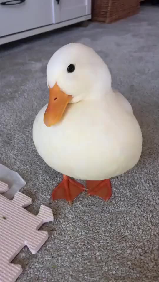 Duck