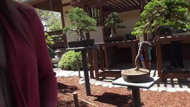 Garden Tour - Braless Sheer Top GIF 1