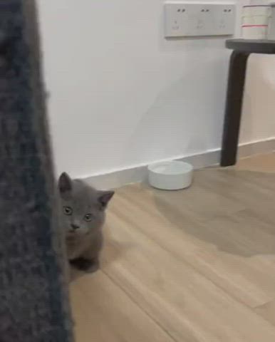 cute kitten kitty gif