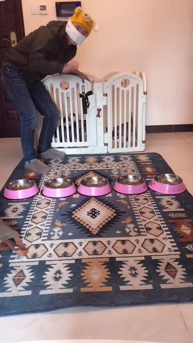 Haha, Husky babys are so foollish