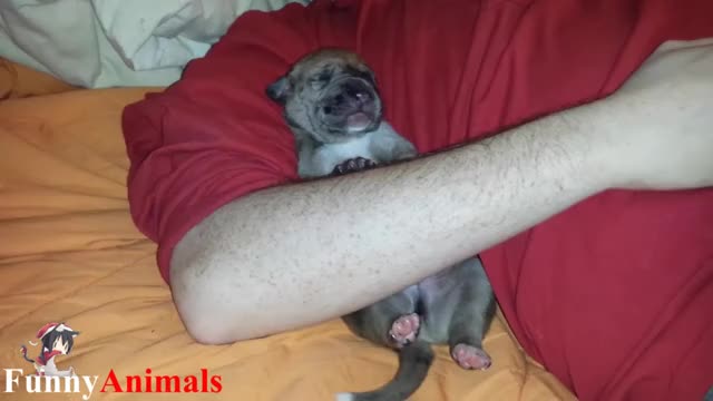 Dogs Sleeping with Owners 08
