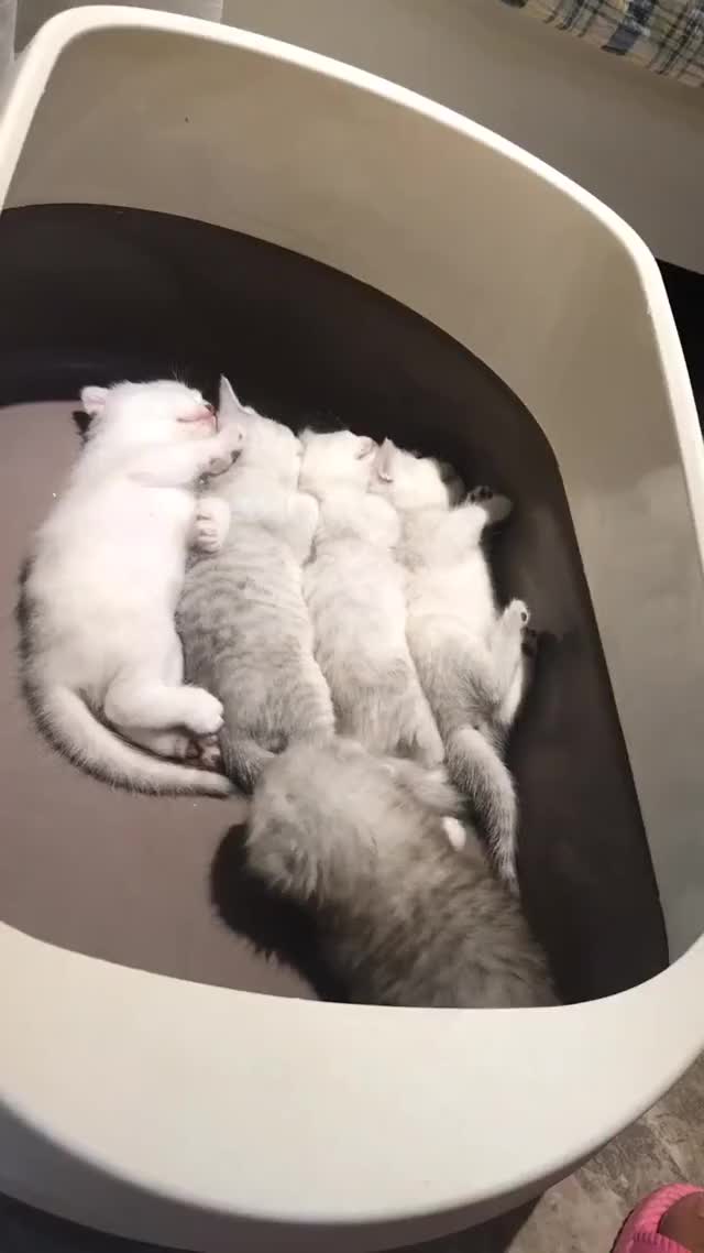 Kitten: I have to lie down there. We make a team.