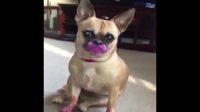 【放送事故レベル】痛すぎる爆笑Vine198連発まとめ 100％笑える動画ついに公開