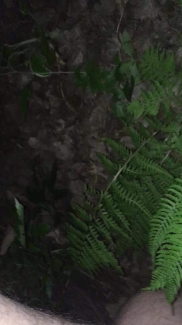 Quick midnight fern piss