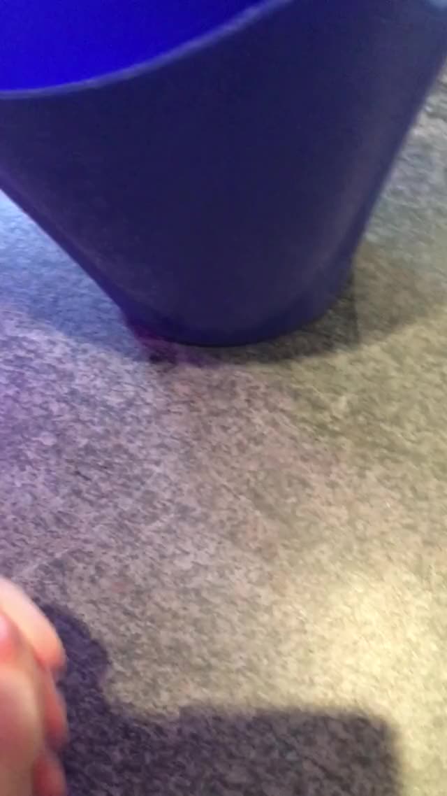 Spunky ? (Norsk)