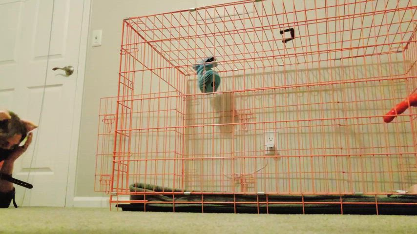 Bitchsuit + cage= happy kitty 