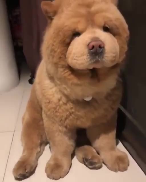 bearcubup