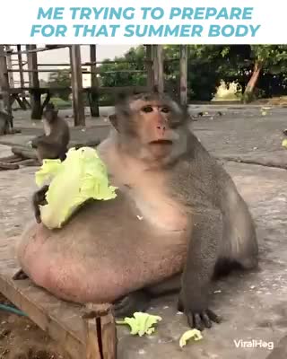 fat monkey
