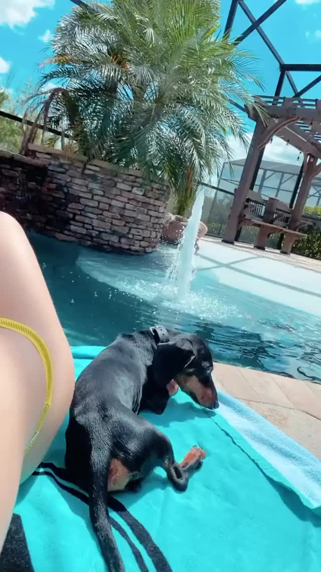 Bikini gif