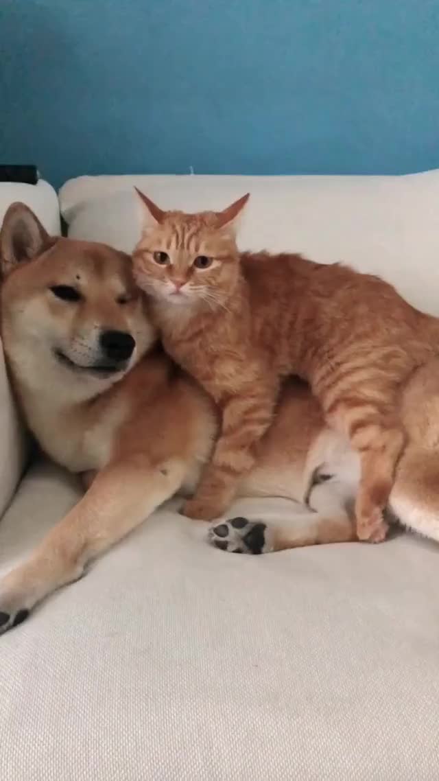Hey stop! you silly dog...