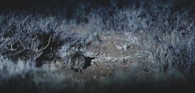 Gyra - Deadliest cat on Earth