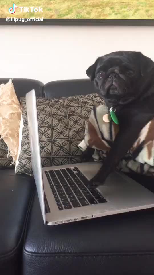 NATURE! #pug #dog #pugs #funny #cute #nature #pets #featureme #featurethis #dogs