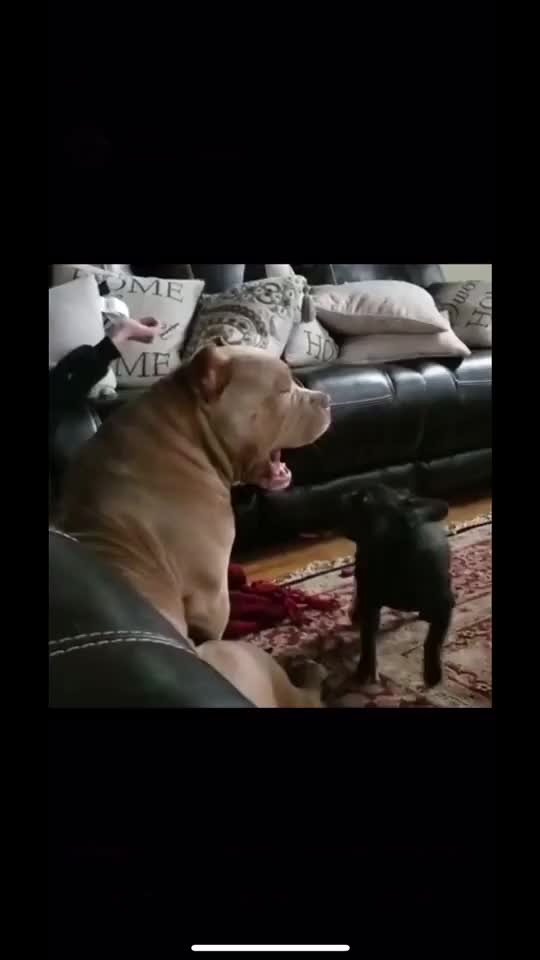 kissing gif