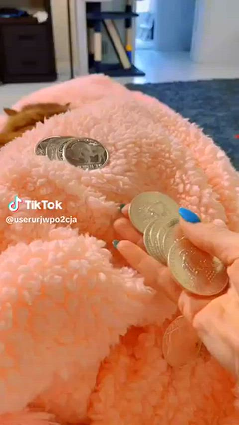 What is that at the bottom?