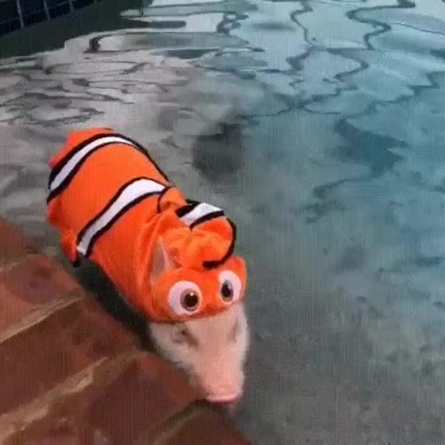 PROCURANDO NEMO, UM PORQUINHO ATRAPALHADO