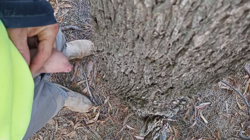 Just watering the trees at work