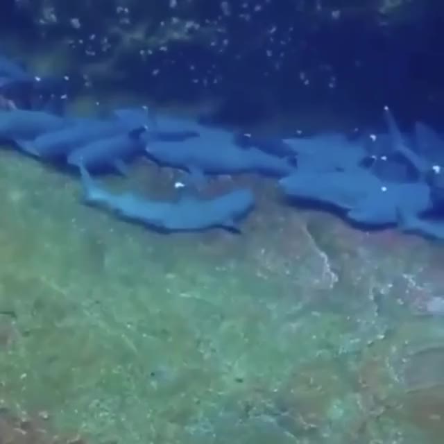 ? An unexpected new friend while filming sleepy sharks