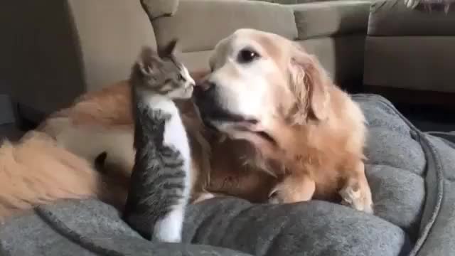 Cat and Dog Friends