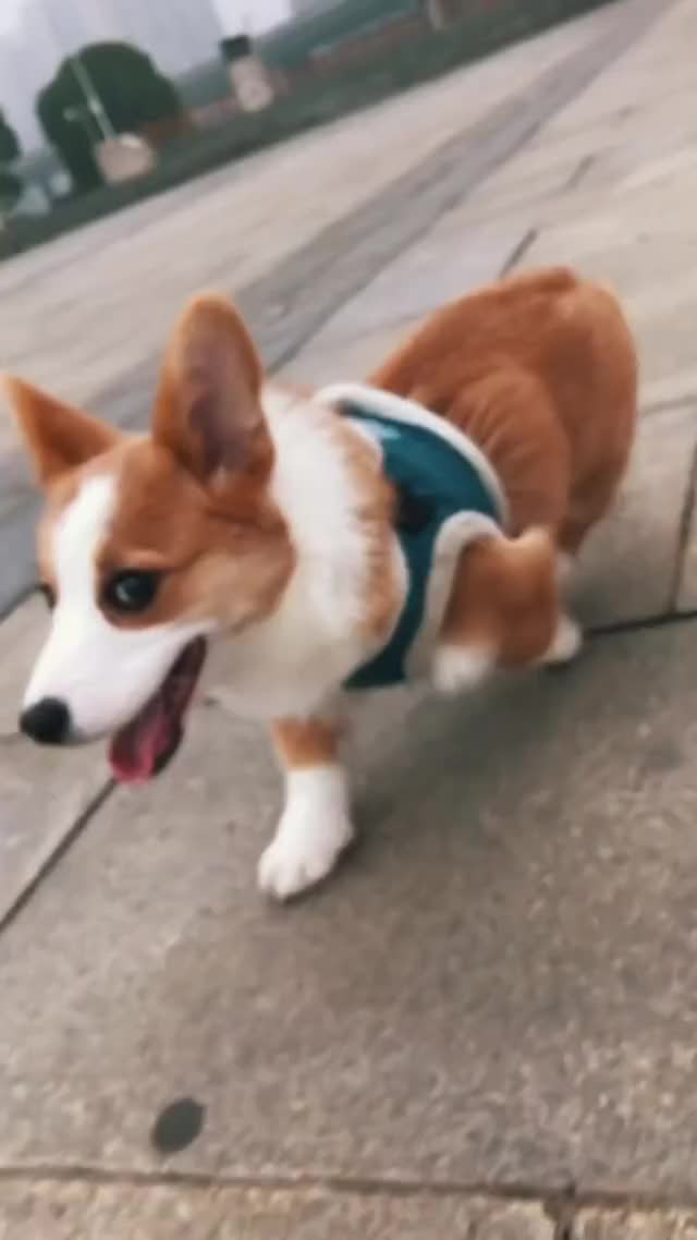 Hey budy, let's run