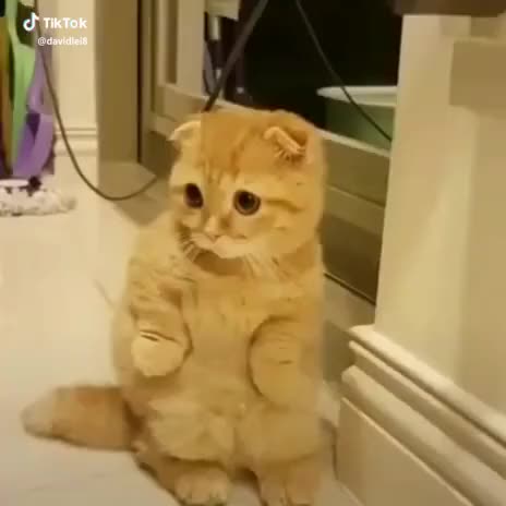 Omg... Cutest Kitten Eyes Ever #cutecat #cutekitty #kitteneyes #socute #awwkitty