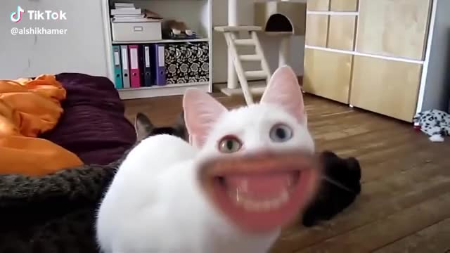 part 3 #zankuchallenge #cat #duet #funny #comedy #thanks #foryou #LikeAnAmericanIdol