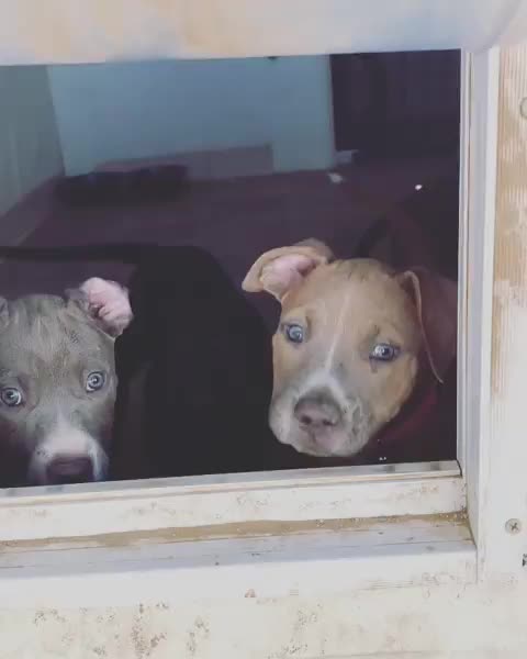 doggydoor
