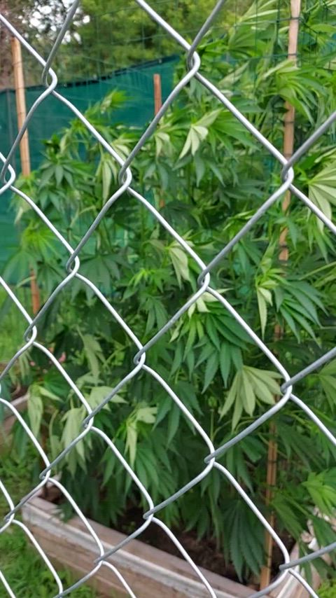 hotplantdaddy nsfw outdoor gif