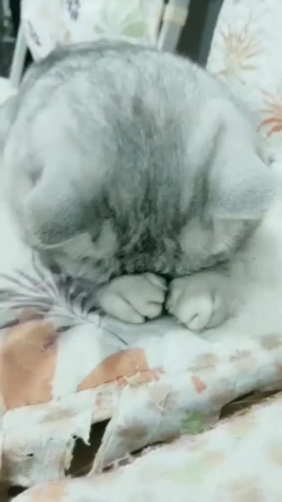 Kitten being dumped...