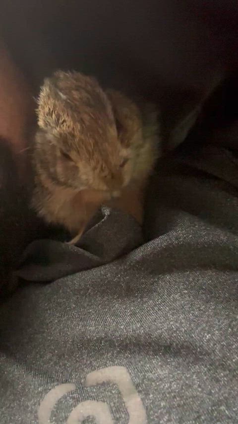 cute massage riding gif