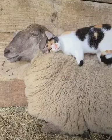 Anyone wanna a massage from such a cuuuute kitty?