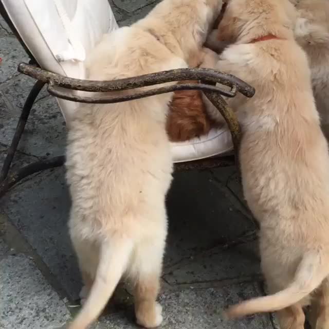 Tasty fren