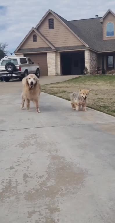 You can tell when my old boy saw me