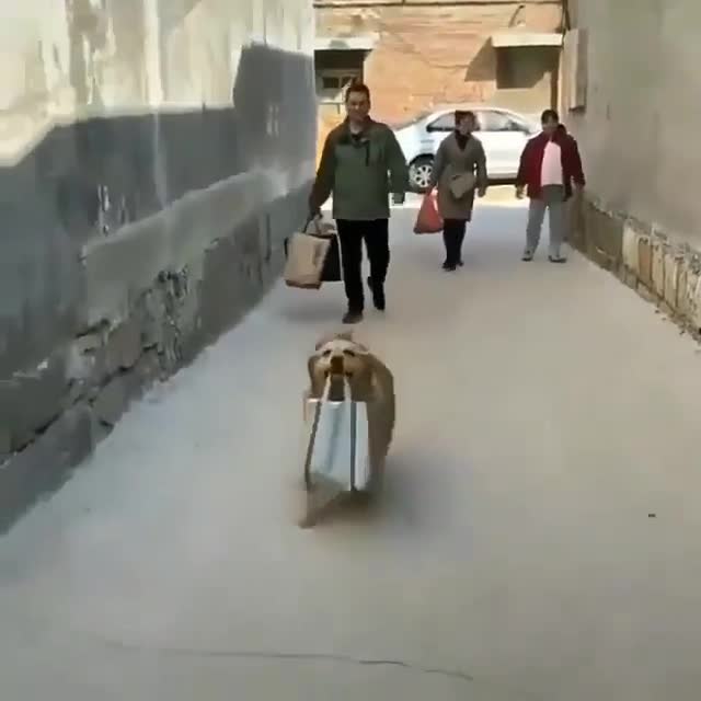 Be proud of me Hooman ?