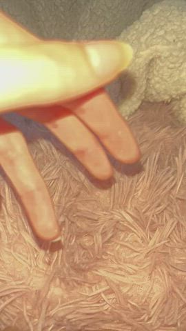 creamy cum female fingering masturbating messy pussy pussy lips wet pussy gif