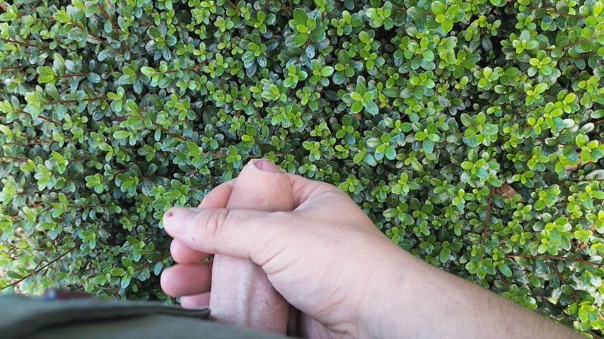 Uncut cock cumming on a (real) bush - Public