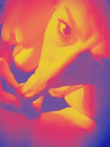blowjob close up cock cute eye contact homemade milf nsfw sucking wife gif