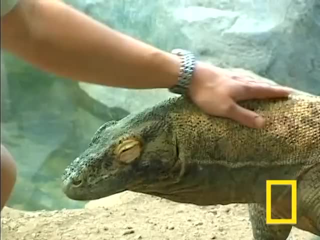 Fondling a Komodo dragon